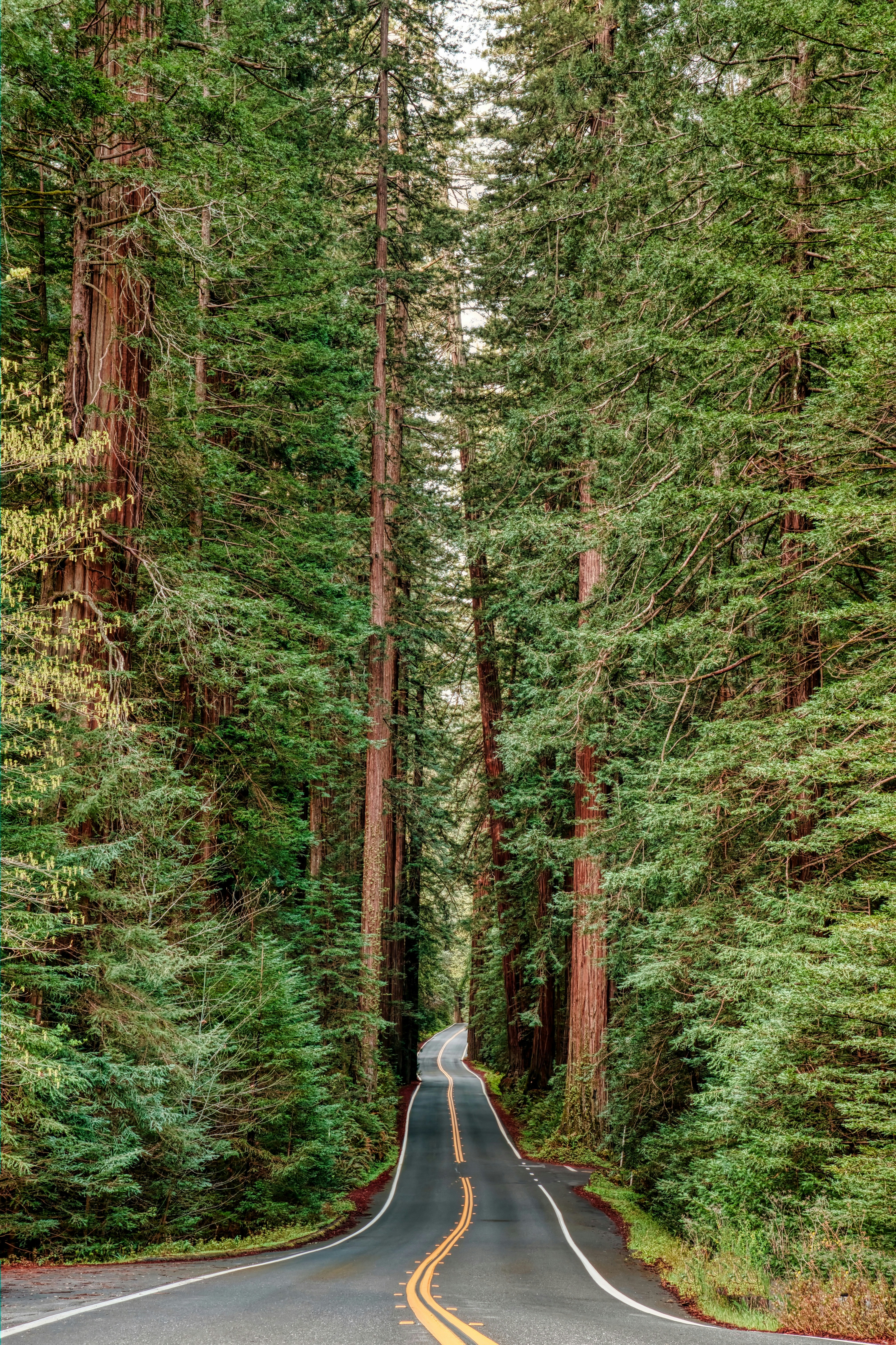 person in white jacket and blue denim jeans walking on pathway in the middle of forest